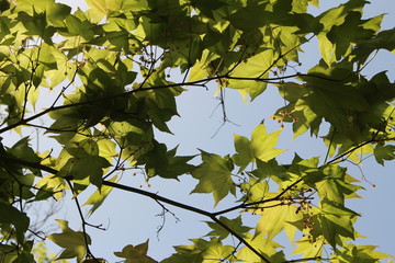 아직 어린 단풍