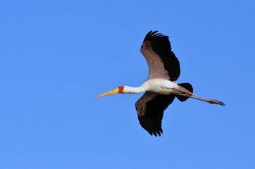 A yellow billed stork flies over the Chobe River in Botswana