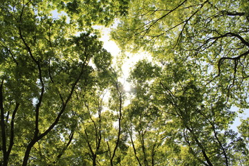 싱그러운 연두색