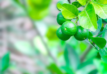 Lime green with blur image of lime leaves. food thai concept.