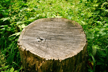 An old growth ring