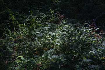 Undergrowth in the Arrayanes Forest National Park, Patagonia Argentina