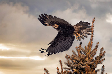 Hawk taking off from tree top