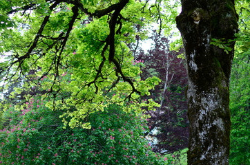 trees_08002