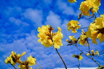 Golden Trumpet Tree and Flower