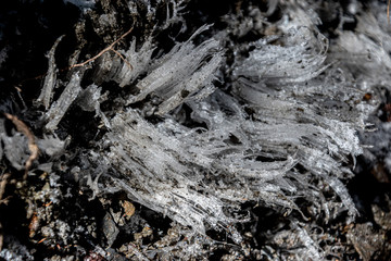 Lace front growing in thin wisps from the dirt