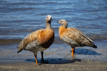 Chloephaga poliocephala or grey head cauquen in Bahia Manzano, Patagonia Argentina