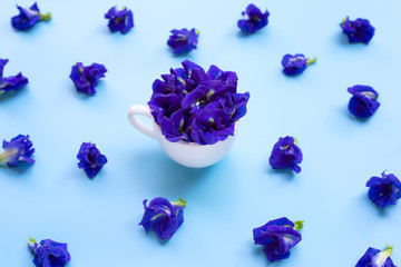 Fototapeta na wymiar Blue butterfly pea flower with cup on blue background.