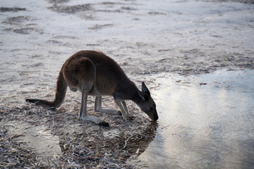Kangaroo in Western Australia