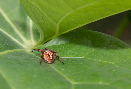 Flash photography of a garden spider on green leaf -Insect concept.