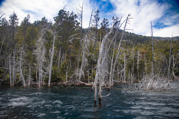 The submerged forest in Lake Traful, Patagonia Argentina. Some versions warn of a possible slope of the mountain slope and a potential tsunami