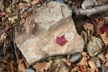 Autumn leaves on Stone