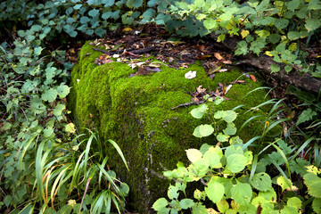 Stone moss in Seoraksan Mountain.