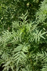 marigold tree in nature garden