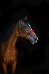 Obraz premium horse on black background