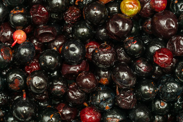 Dark blue small grapes or Vaccinium meridionale, agraz, close up.