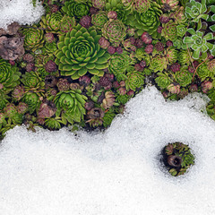 Evergreen Sempervivum succulents appear from under melted snow in spring