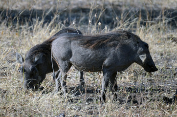 Warthogs on a game reserve in Zululand, South Africa
