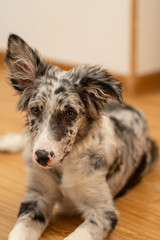 Dog Puppy Border Collie Merle