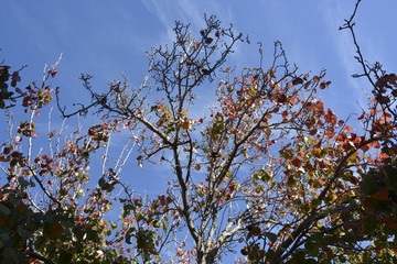 tree in blossom
