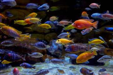 Fototapeta na wymiar Colorful marine life in large aquarium