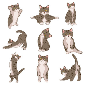 Collection of cute vector cats