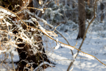 Icy trees with golden leaves after a snow storm.