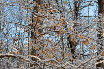 Icy trees with golden leaves after a snow storm.