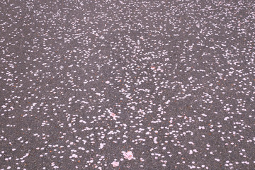 地面に落ちた桜の花びら
