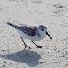 seagull on beach