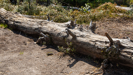 old tree trunk in forest, felled after the hurricane