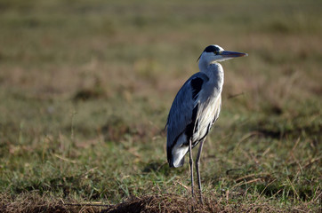 Obraz premium A grey heron on the banks of the Chobe River in Botswana