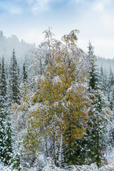 first snowfall in autumn forest, snow on yellow leaves of trees, sudden cold snap