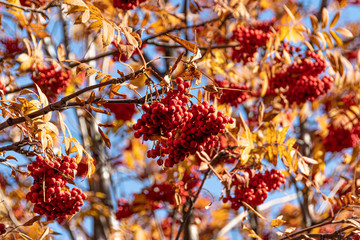 branch tree with yellow leaves with red berries of mountain ash, autumn atmosphere of forest