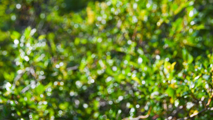 dense thickets of bushes, green leaves of plants and grass as background bokeh