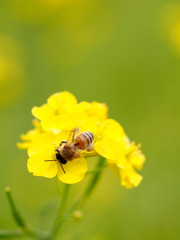 春の浜離宮恩賜庭園の菜の花とミツバチ