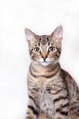 Fototapeta na wymiar Yellow eyed tabby cat posing for a portrait with a white background.