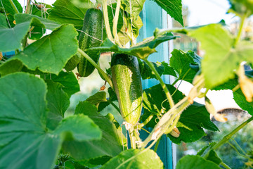 Obraz premium cucumbers growing in greenhouse, gardening by growing vegetables for vegetarians