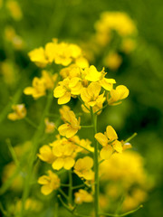 春の浜離宮恩賜庭園で咲く菜の花