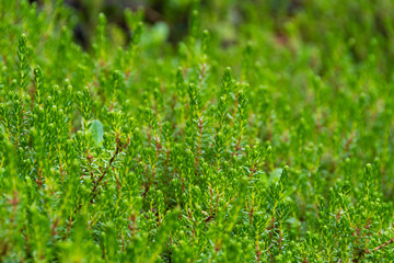 forest plants, green leaves and young growth as grass carpet