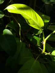 shining at Devil's Ivy leaf with black blur background