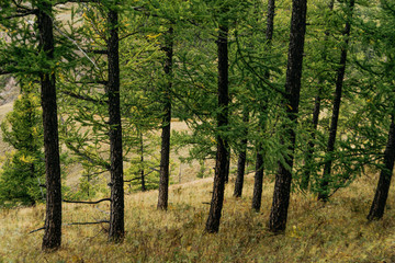 grove of conifers on hillside, hiking in  forest of larch, tourist trip to nature