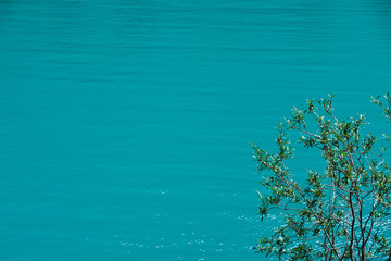 Fototapeta na wymiar green tree on background of water surface of lake or river