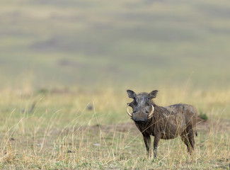 Naklejka na ściany i meble Alert Warthog in dry grassland at Masai Mara, Kenya, Africa