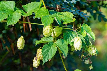 hop seeds on green branch, growing ingredients for foam drinks