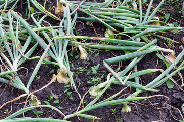 bulbs and green stems grow in garden, growing onions on farm