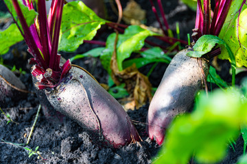 beetroot with green leaves grow on bed in summer garden, growing food for vegetarian dishes