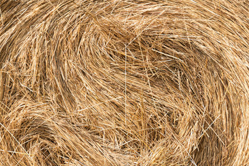 dry hay rolls for cattle feed, grass harvesting for cows, harvesting wheat and oats in field