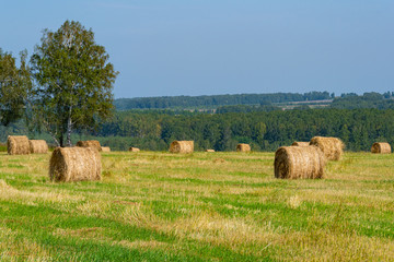 hay rolls in field after harvesting. Agricultural pasture on summer day. Preparation of feed for cattle
