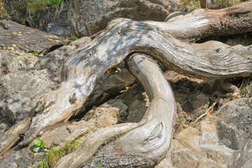 powerful thick roots and branches of cedar, dry curve of tree trunk without bark